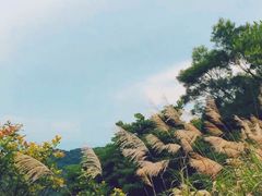 -梧桐山风景名胜区