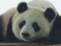 -盐城大丰港动物园