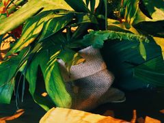 原味千层蛋糕-Peet's 皮爷咖啡(东湖路手作店)