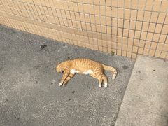 -凌舍好烧鹅(中山路店)