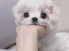 -萌宠之家·腊肠犬·马尔泰·小体犬舍