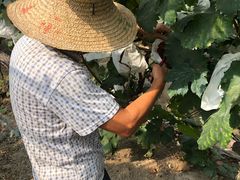 -马陆小张葡萄园农家乐