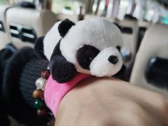 -都江堰中华大熊猫苑