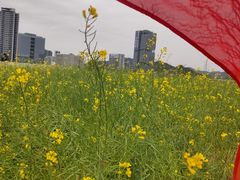-光明小镇欢乐田园