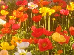 -桥香园云南过桥米线(金马碧鸡店)