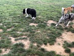 -趣玩宠物乐园寄养训犬训狗游泳池