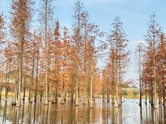 -白鹭湾湿地公园