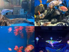 -顺德南宏海立方海洋公园