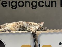 -Cappucimeow猫咪咖啡馆(韦伯时代店)
