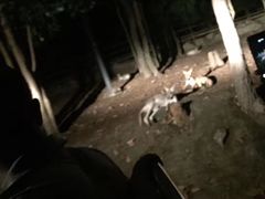 -清迈夜间动物园