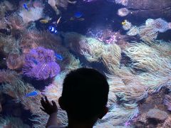 -悉尼海洋生物水族馆