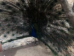 -燕塞湖鸟语林景区