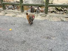 -姑婆山旅游区