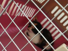 -汪喵宠物医院·骨科心脏影像·犬猫急重症ICU诊疗中心(成华分院)