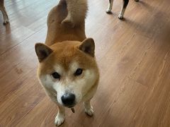 -柴犬高等学院·狗咖·柴犬售卖·宠物训练