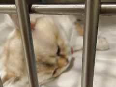-艾吉宠物医院·疑难杂症转诊中心·猫友好(碧江路院)