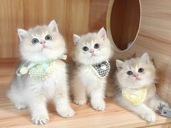-钦宠·猫咪售卖·洗护·寄养(东圃旗舰店)