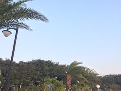 -野狸岛