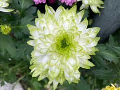 -糖潮糖水铺(省府店)