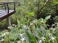 -深圳仙湖植物园