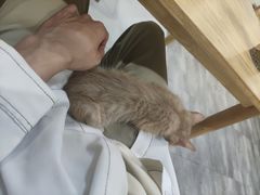 -楼上猫咖(罗湖店)