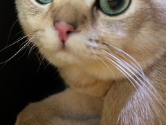 -萌兽医馆·宠物医院·猫骨科(创景店)