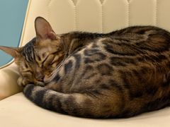 -安格丽娜·狗咖·猫咖羊驼咖(春熙路百盛商场店)
