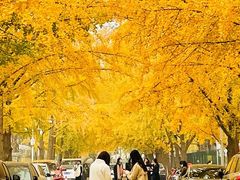 -三里屯东五街银杏大道