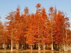 -白鹭湾湿地公园