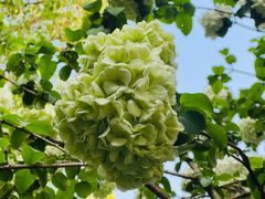 -上海市保健医疗中心