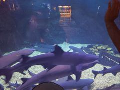 -烟台海昌鲸鲨海洋公园