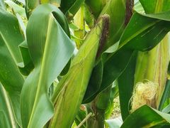 -泸沽湖国家级风景名胜区走婚桥