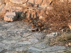 -抱犊寨风景区