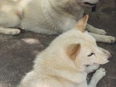 -柴犬高等学院·狗咖·柴犬售卖·宠物训练