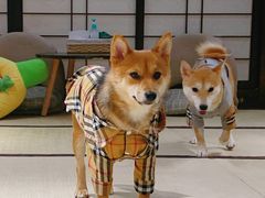 -逗柴咖啡屋·狗咖猫咖宠物桌游