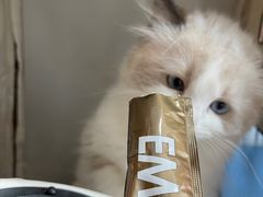 -创凡宠物医院·骨专科  猫科中心(西乡分院)