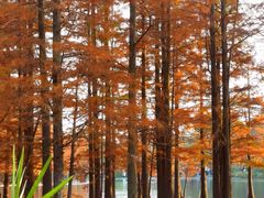 -白鹭湾湿地公园