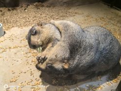 -酷嗒动物文化乐园(cutezoo西溪乐天城店)