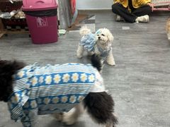 -汪说·狗咖(旺城大厦店)