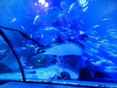 -太平洋海底世界