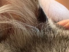 -纳吉亚猫专科动物医院(康都外科中心)