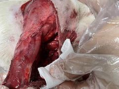 -谐和益家动物医院·免疫绝育·血液透析·宠保定点医院(高新伊藤分院)