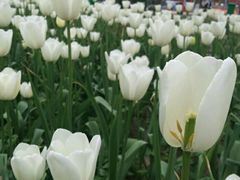 -洛阳郁金香牡丹园