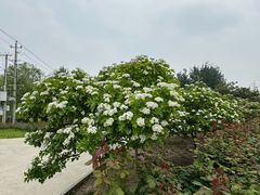 -大望京公园