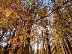 -上海海湾国家森林公园