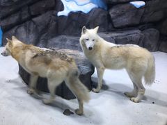 -海合安青岛极地海洋公园