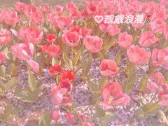 -苏州上方山国家森林公园
