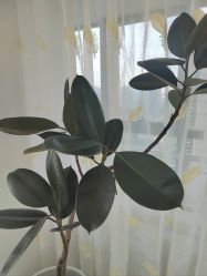 -HEYAN荷妍专业脱毛连锁机构