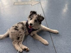 -顺强宠物诊所·狂犬免疫·夜诊·骨科(嘉定店)