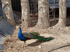 -新疆天山野生动物园